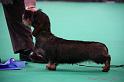 Crufts2011_2 1121